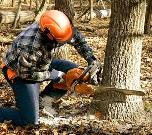 Tree Removal in Versailles, KY